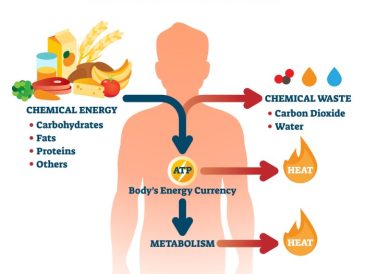 Gesund und aktiv ernährung nach stoffwechsel