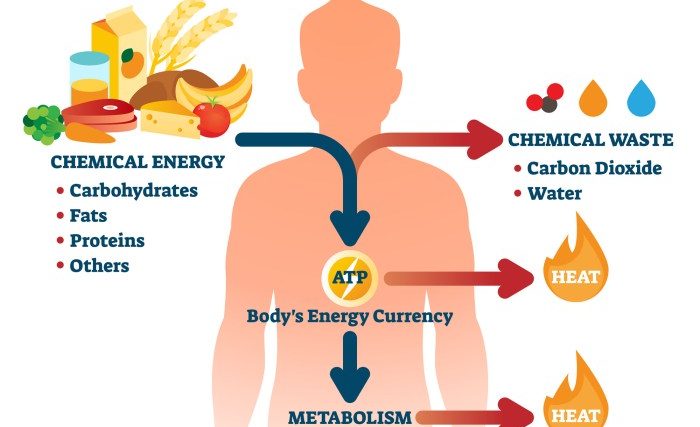 Gesund und aktiv ernährung nach stoffwechsel